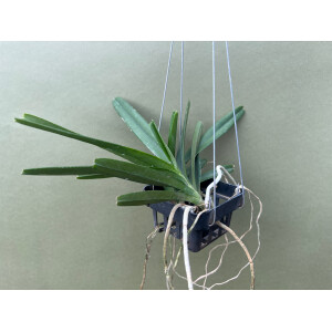 Ascocentrum ampullaceum