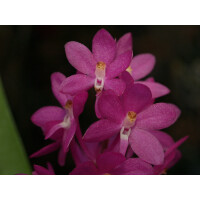 Ascocentrum ampullaceum