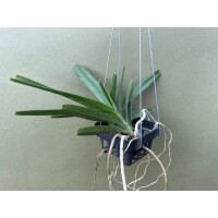 Ascocentrum ampullaceum