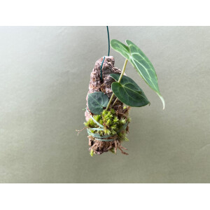 Anthurium clarinervium aufgebunden