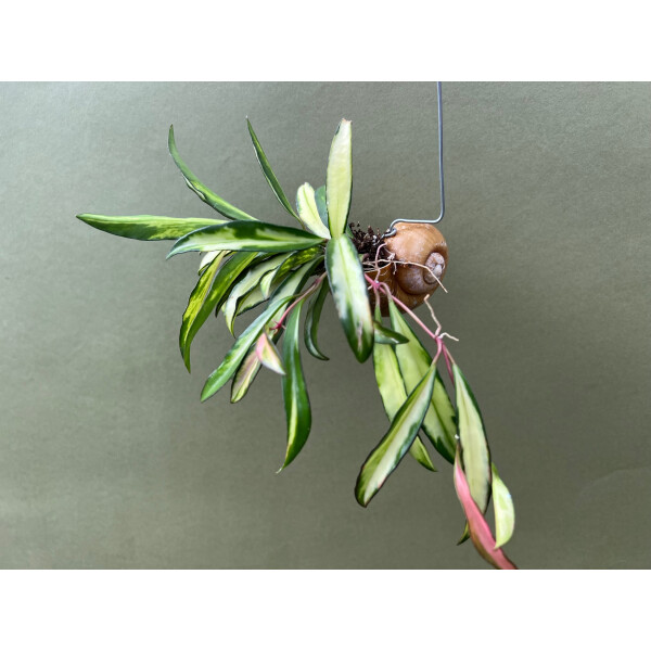 Hoya wayetii tricolor im  Schneckenhaus