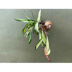 Hoya wayetii tricolor im  Schneckenhaus