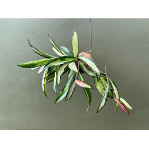 Hoya wayetii tricolor im  Schneckenhaus