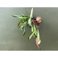 Hoya wayetii tricolor im  Schneckenhaus