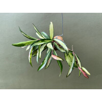 Hoya wayetii tricolor im  Schneckenhaus