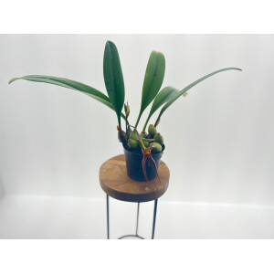 Bulbophyllum papulosum