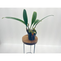 Bulbophyllum papulosum