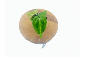 Anthurium Magnificum Babyplant