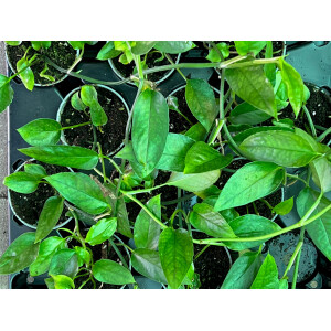 Epipremnum pinnatum skeleton key Babyplant