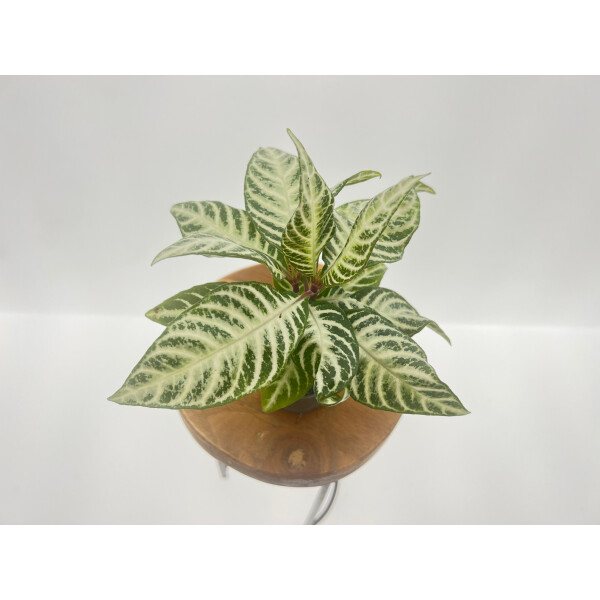 Glanzkölbchen - Aphelandra Snow White