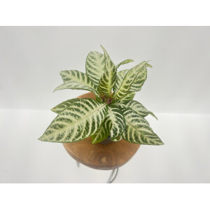 Glanzkölbchen - Aphelandra Snow White