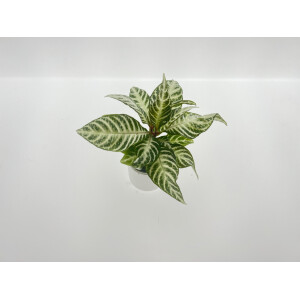 Glanzkölbchen - Aphelandra Snow White