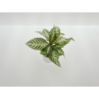 Glanzkölbchen - Aphelandra Snow White