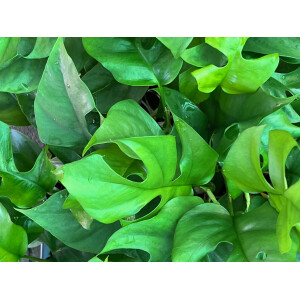 Rhaphidophora tetrasperma Babyplant