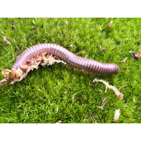 Spirobolus caudulanus Tausendfüßer