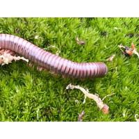 Spirobolus caudulanus Tausendfüßer