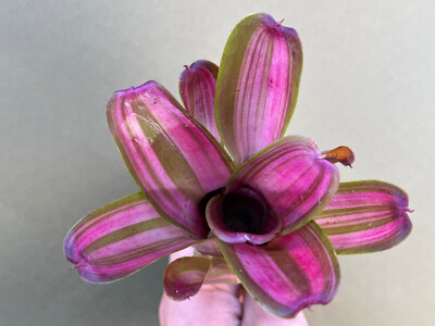 Neoregelia Pink Star