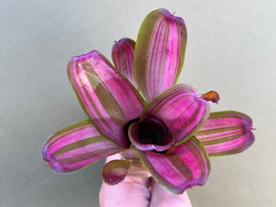 Neoregelia Pink Star