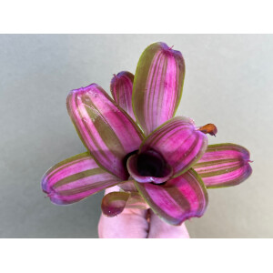 Neoregelia Pink Star