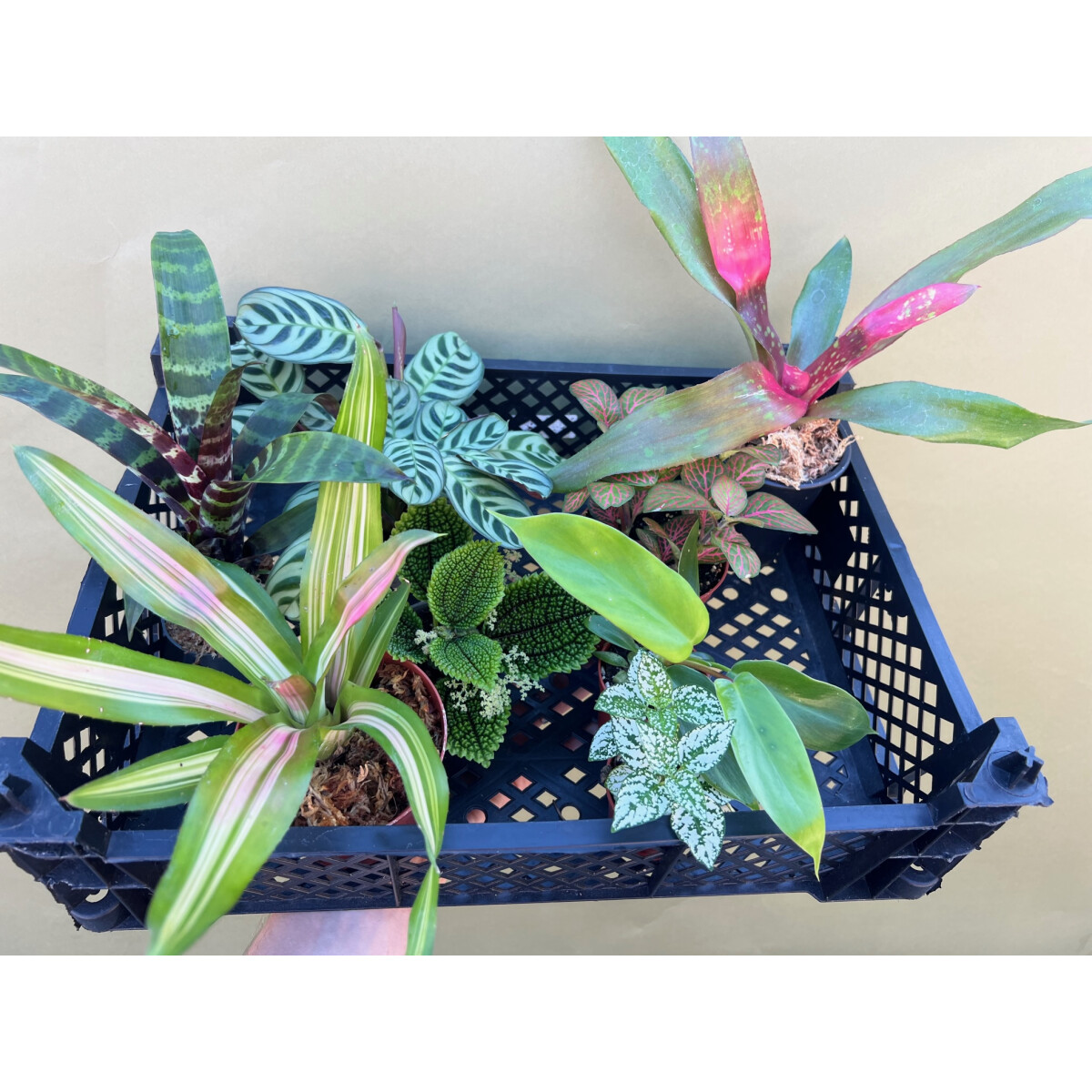 Achatschnecken Pflanzenset S