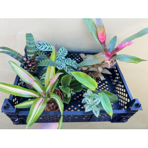 Achatschnecken Pflanzenset S