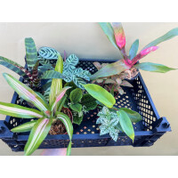 Achatschnecken Pflanzenset S