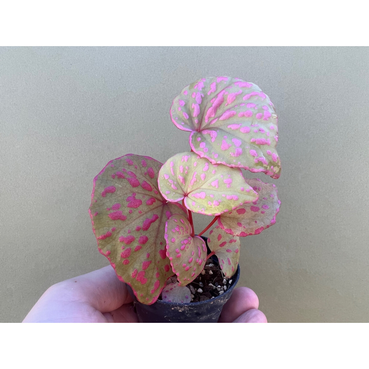 Begonia roseapunctata