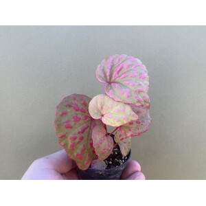 Begonia roseapunctata