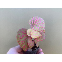 Begonia roseapunctata