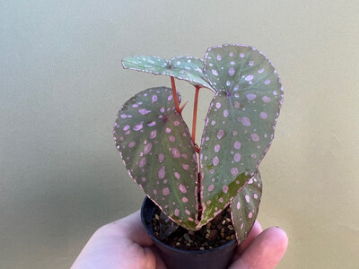 Begonia Malachosticta