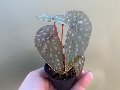 Begonia Malachosticta