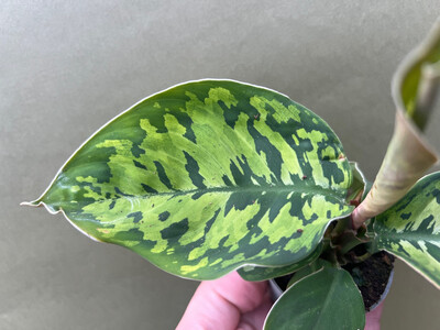 Homalomena Camouflage Babyplant