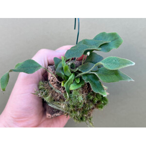 Pyrrosia lingua mounted