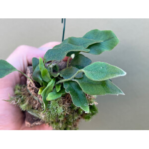 Pyrrosia lingua mounted