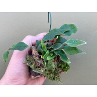 Pyrrosia lingua mounted