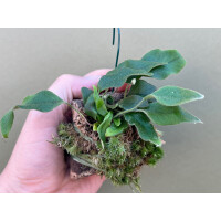 Pyrrosia lingua mounted