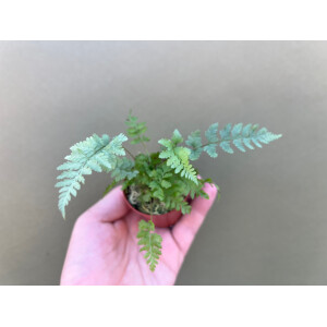 Athyrium niponicum Metallicum