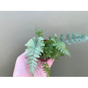 Athyrium niponicum Metallicum