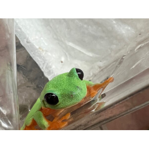 Agalychnis moreletii Schwarzaugenlaubfrosch