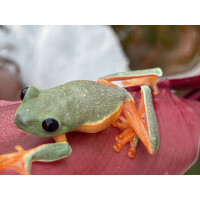 Agalychnis moreletii Schwarzaugenlaubfrosch