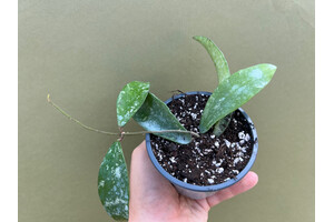 Hoya phuwuaensis