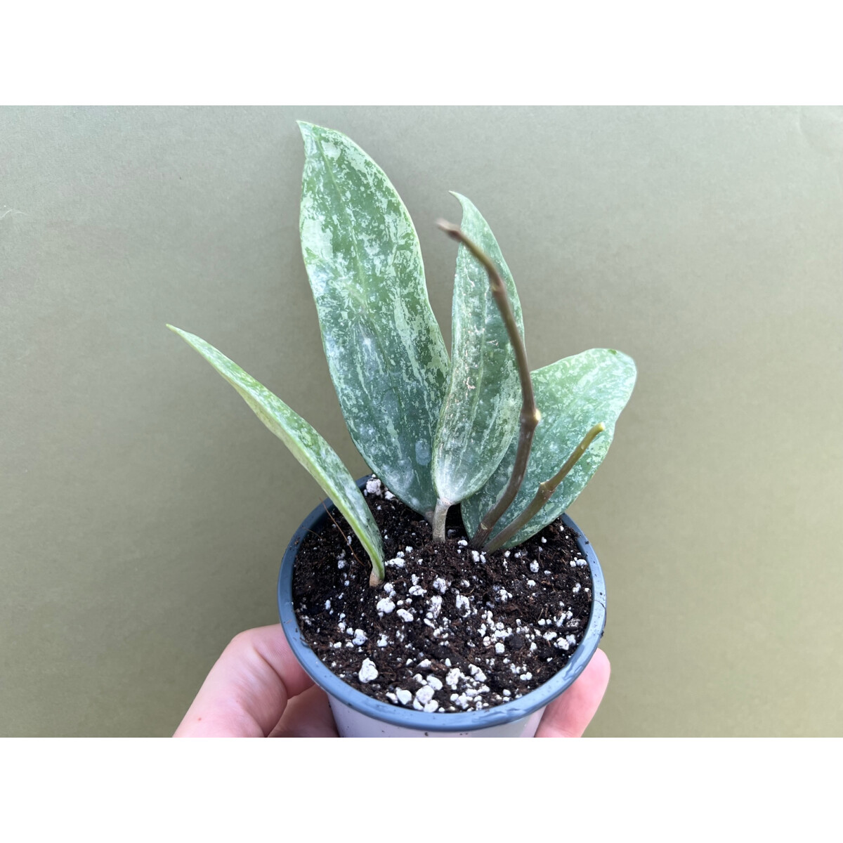 Hoya sp. rangsan box