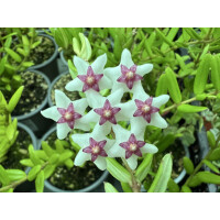 Hoya engleriana