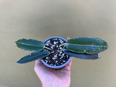 Hoya archboldiana