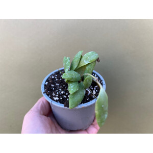 Hoya pallilimba selten