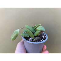 Hoya pallilimba selten