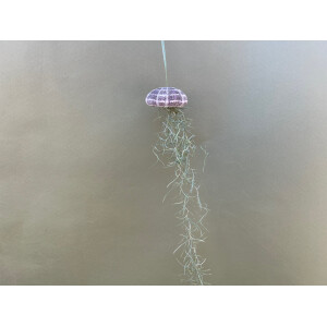 Qualle mit Lousianamoos