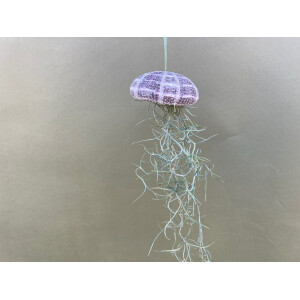 Qualle mit Lousianamoos