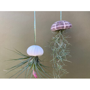 Qualle mit Lousianamoos