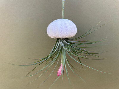 Jellyfish decoration with tillandsia